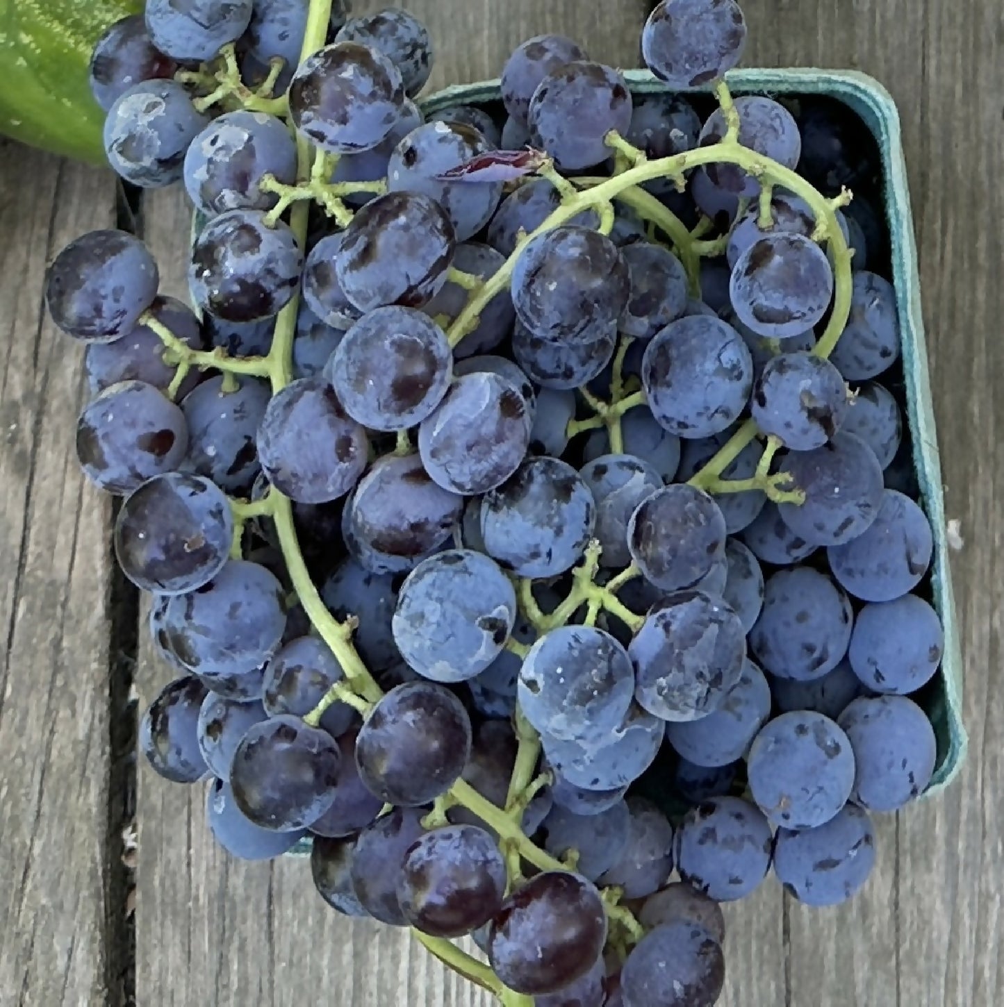 Red Table Grapes | Happy Heron Farm