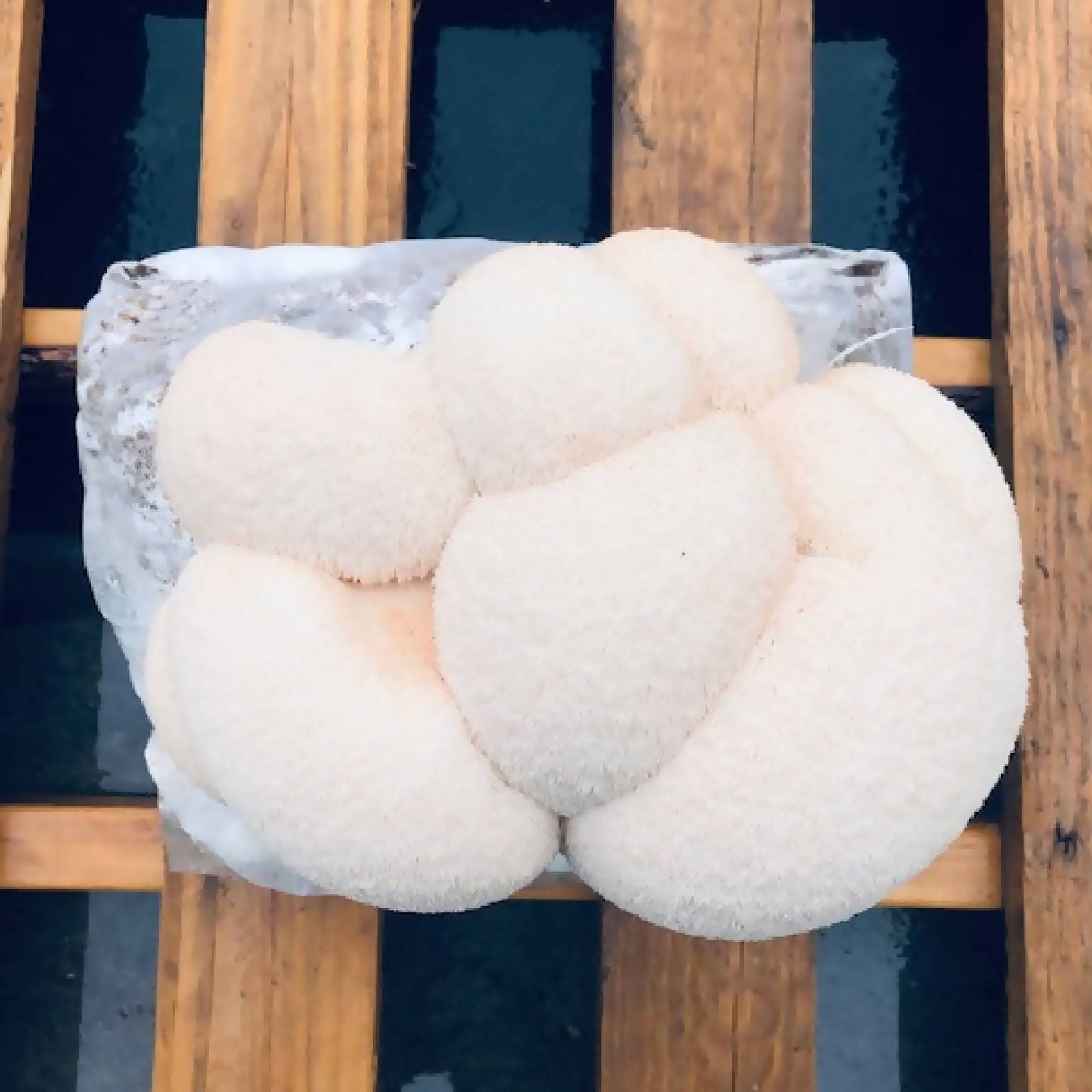 Lion's Mane Mushrooms