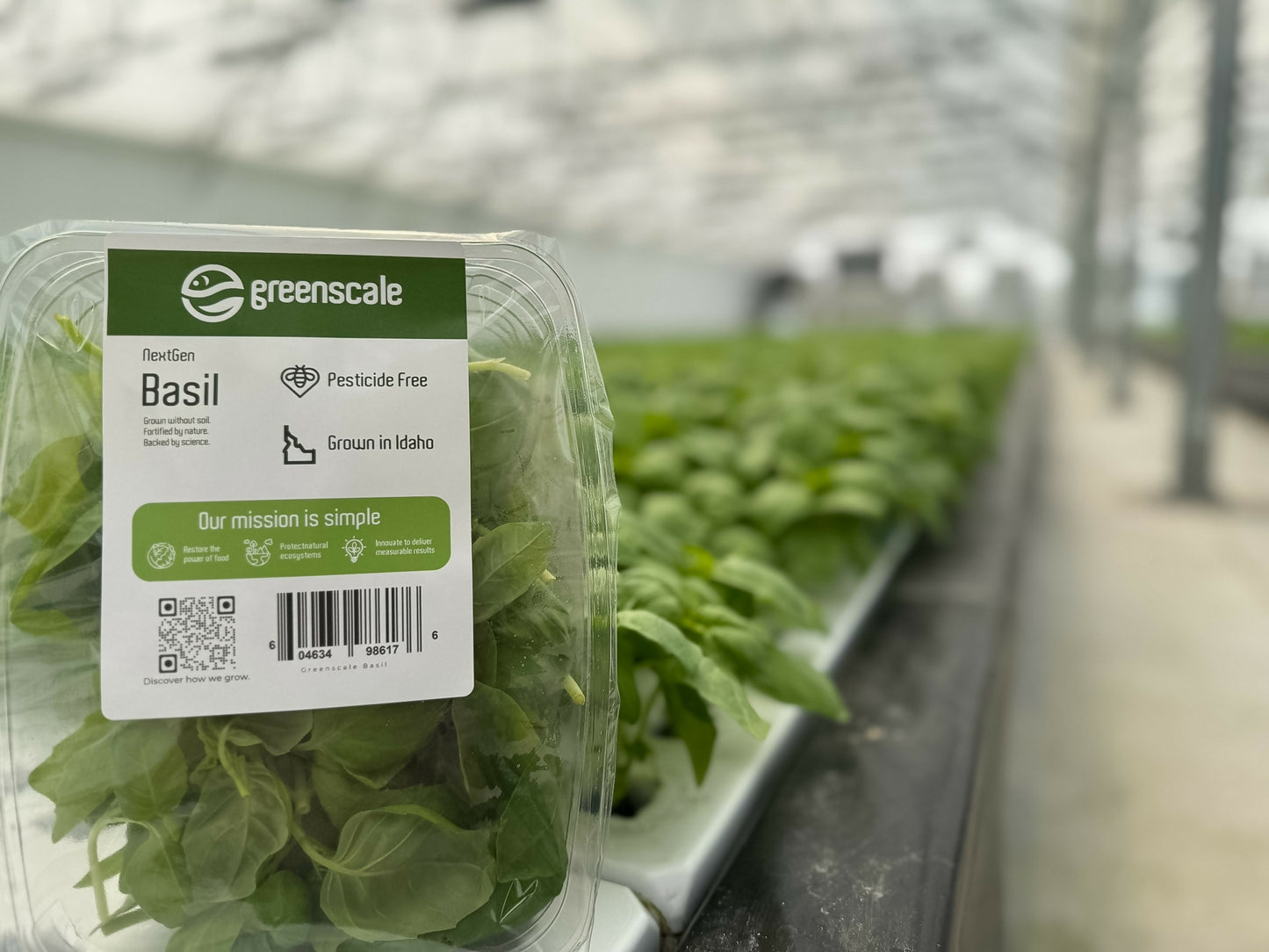 Greenscale Basil