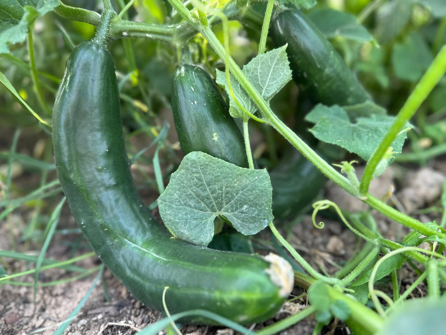 Cucumbers happy heron