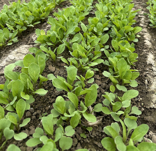 Arugula | Happy Heron Farm