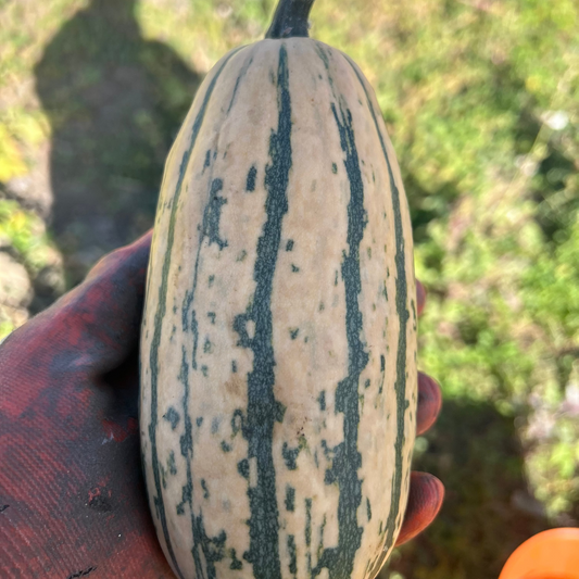 Delicata Squash | Black Fox Farm