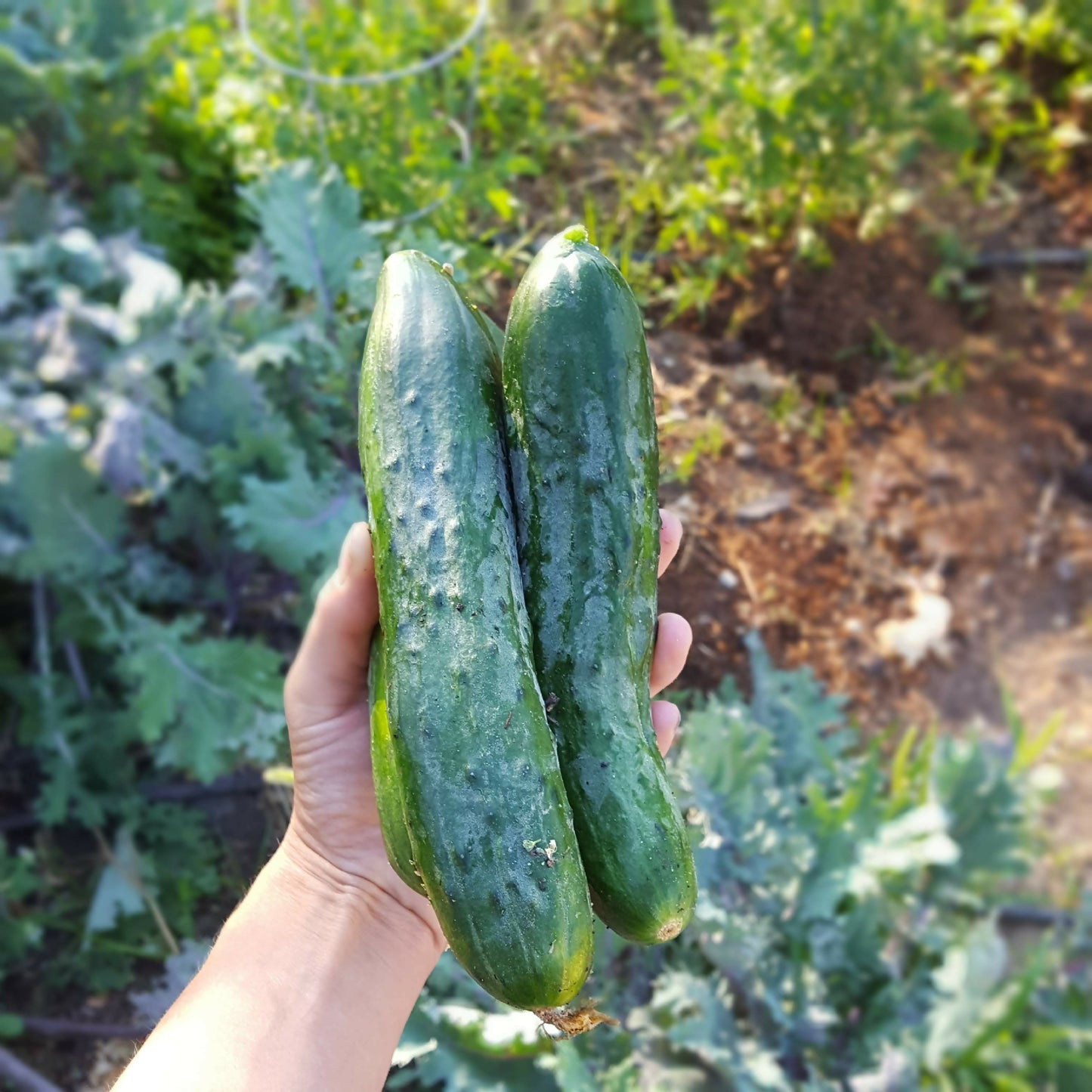 Slicing cucumber