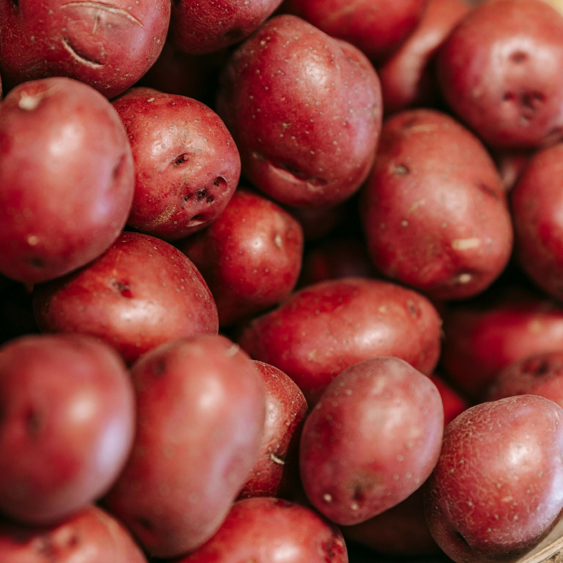 red potatoes generic