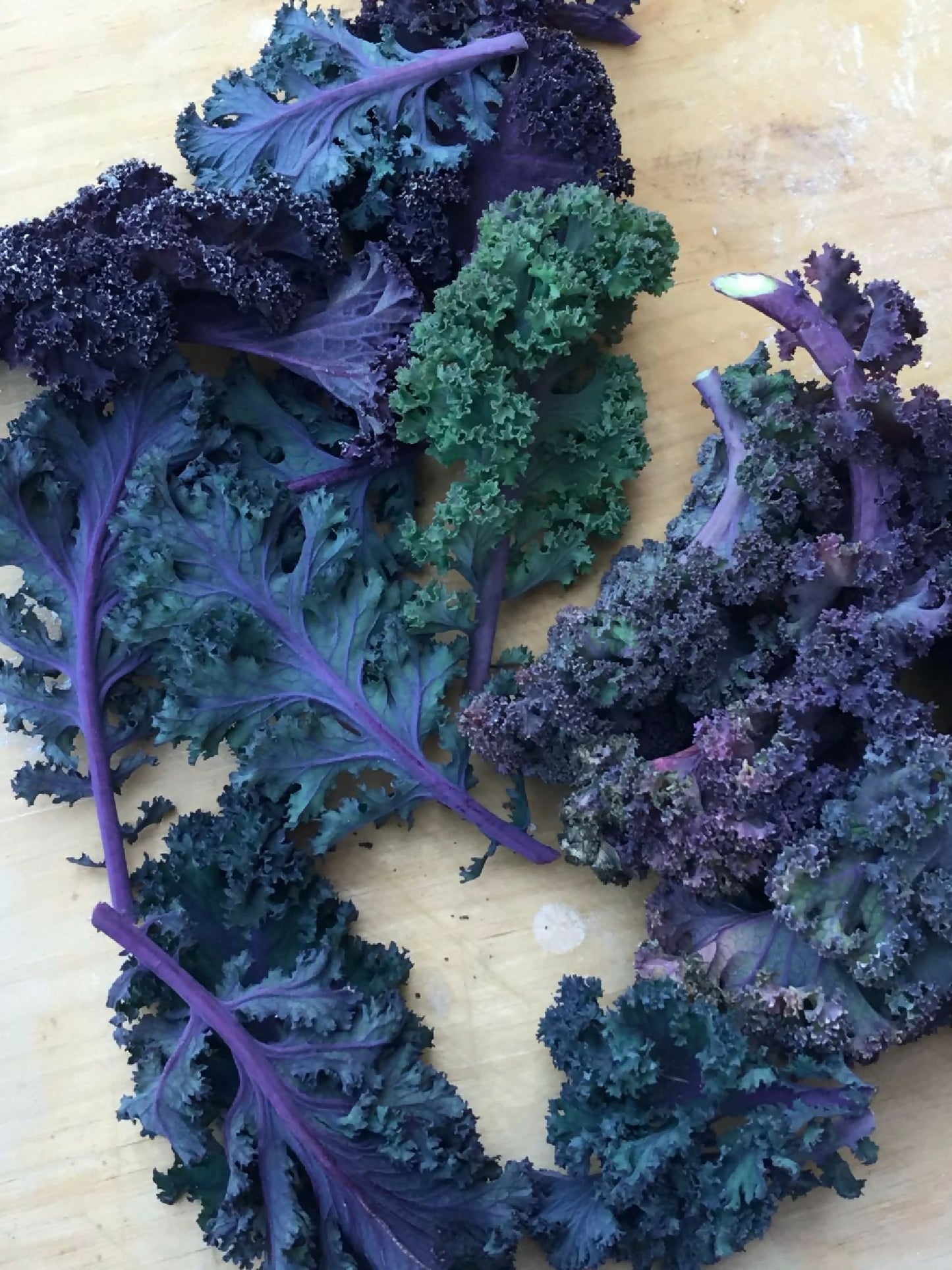 Curly Kale | Whistlepig Farm