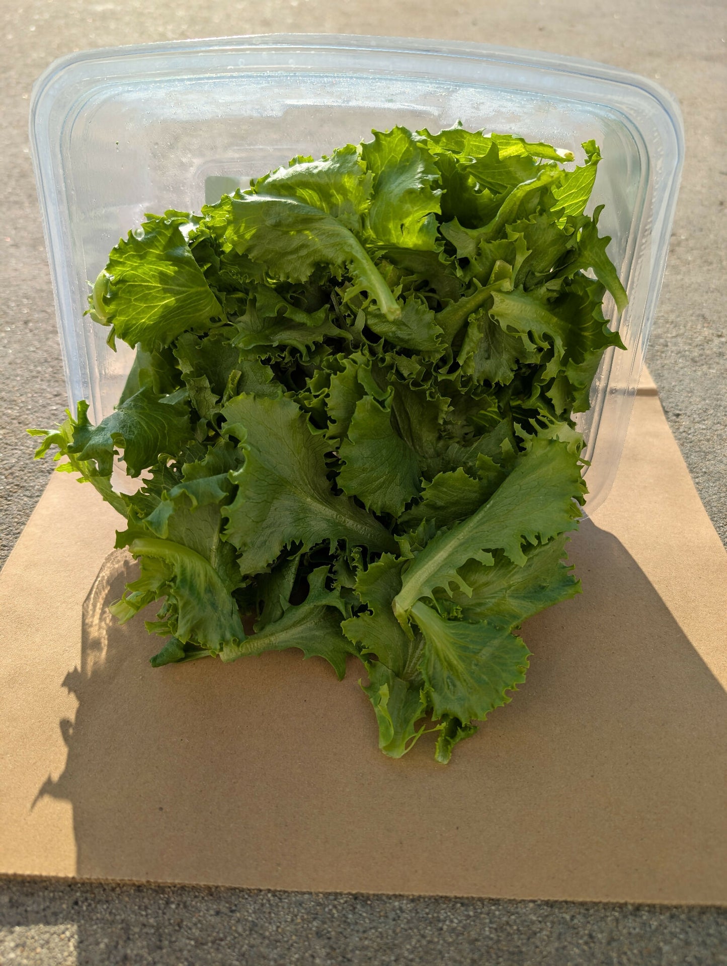 Greenscale Leaf Lettuce