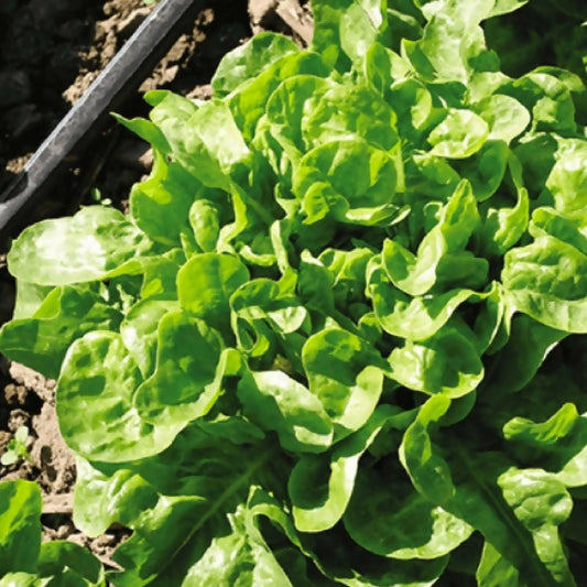 Butterhead Lettuce | Greenscale Hydroponic & Aquaponic Greens