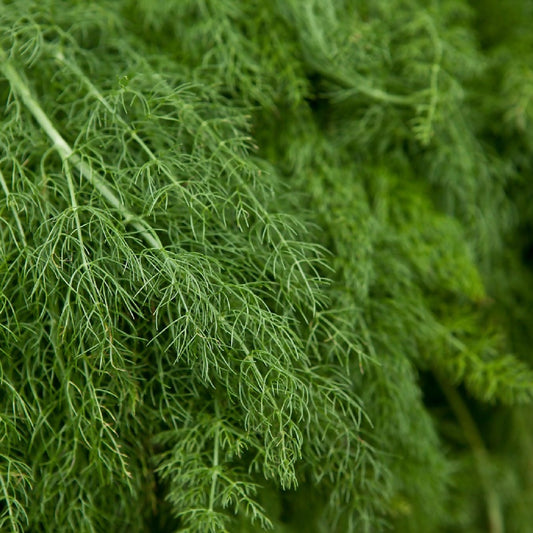 dill-6772178_1280