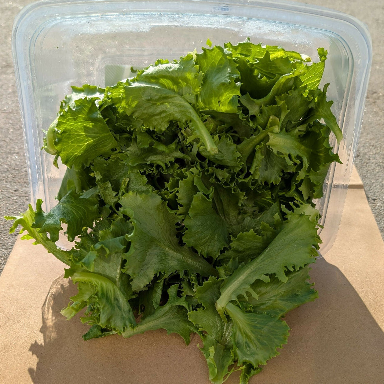 Greenscale Leaf Lettuce