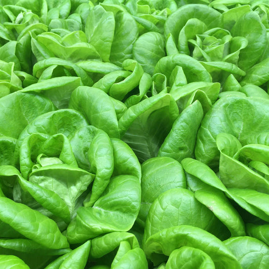 Greenscale Butterhead Lettuce