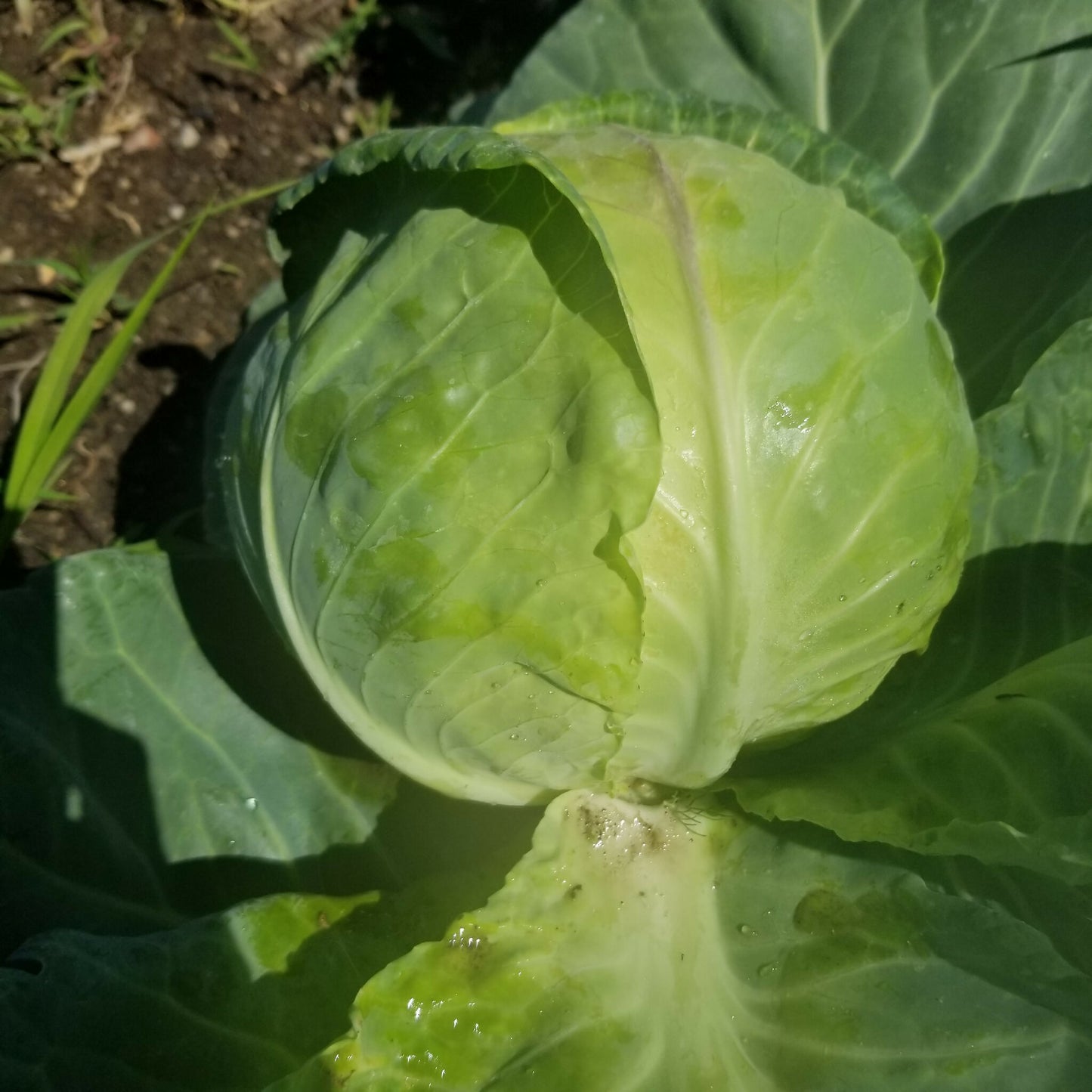 Cabbage | Whistlepig Farm