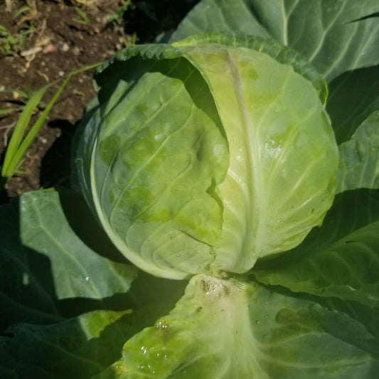 Cabbage | Whistlepig Farm