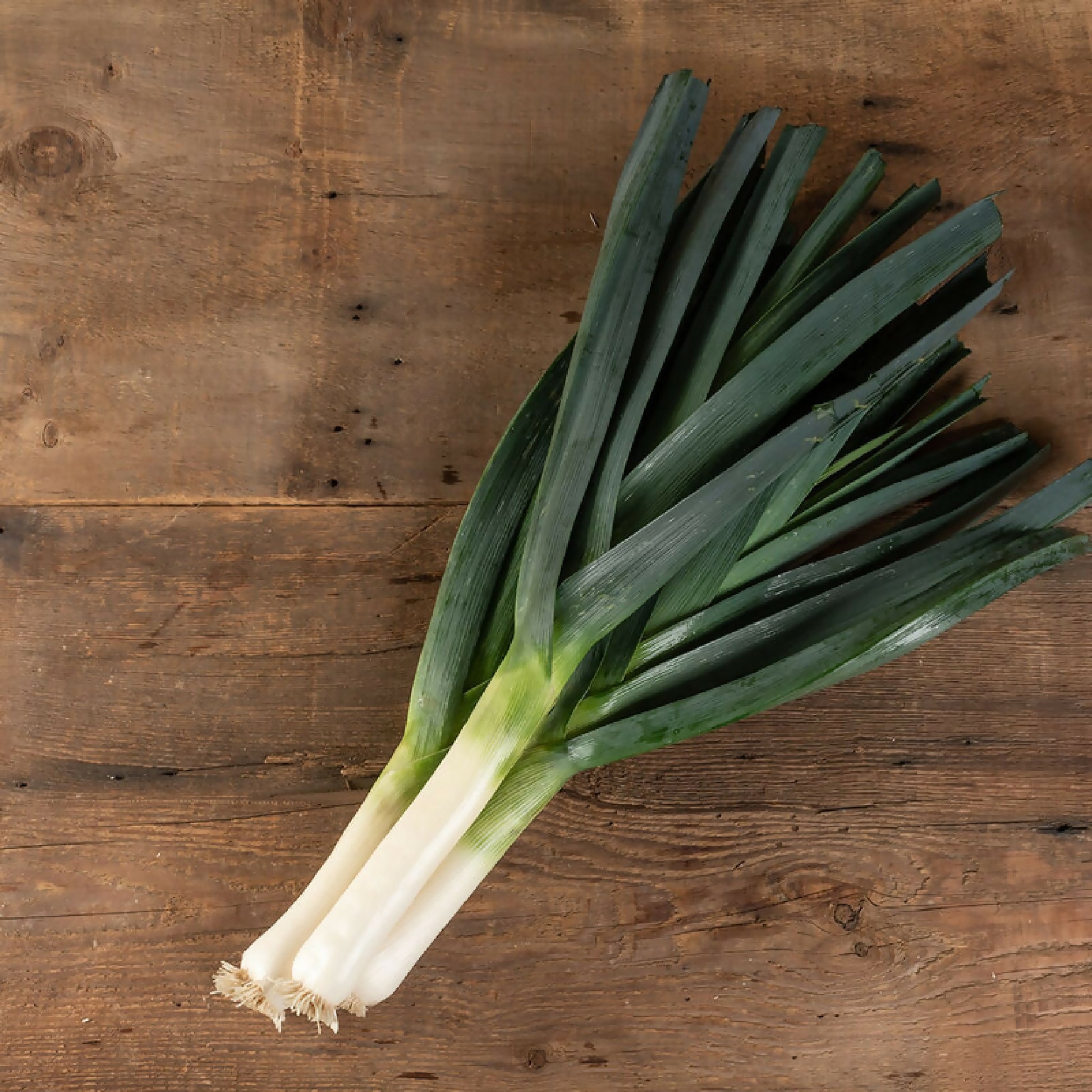 leek