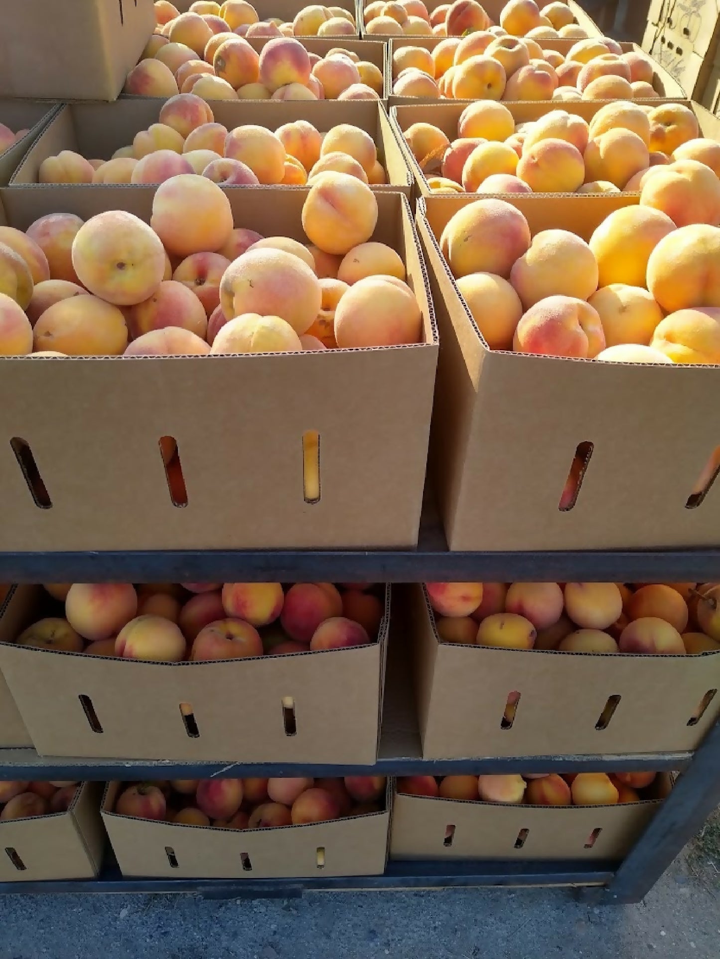 Elberta Peaches | Kelley Orchards