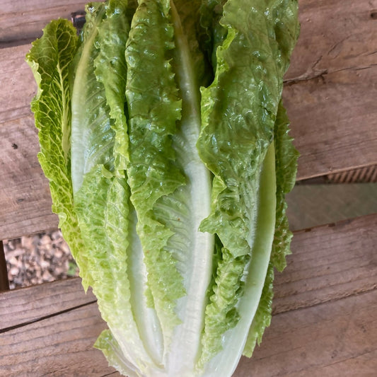 Romaine Lettuce