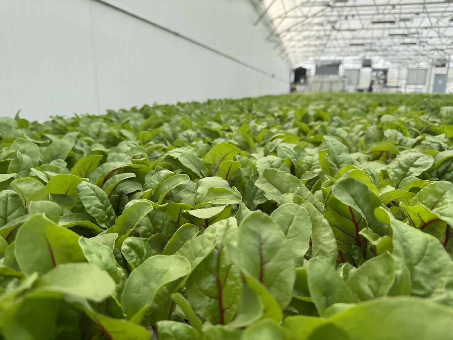 Greenscale Red Chard