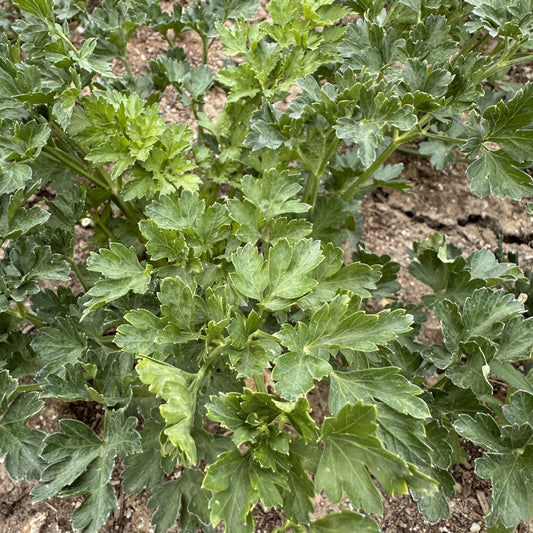 Parsley | Happy Heron Farm