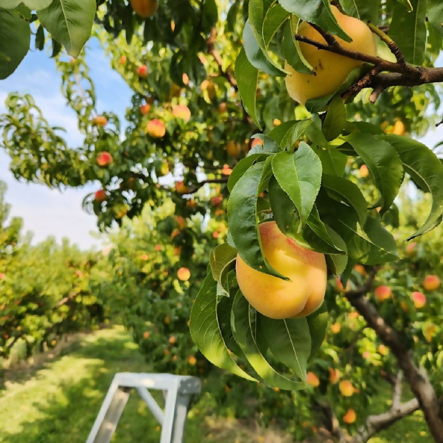 Elberta Peaches | Kelley Orchards