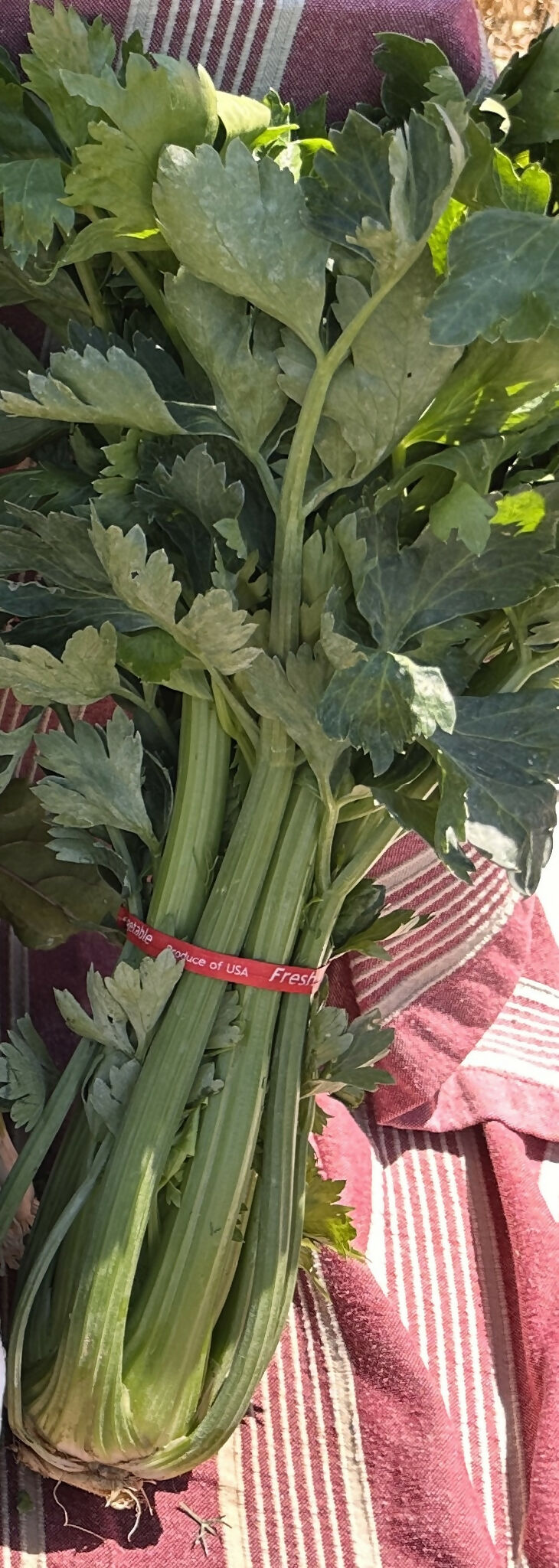 Celery