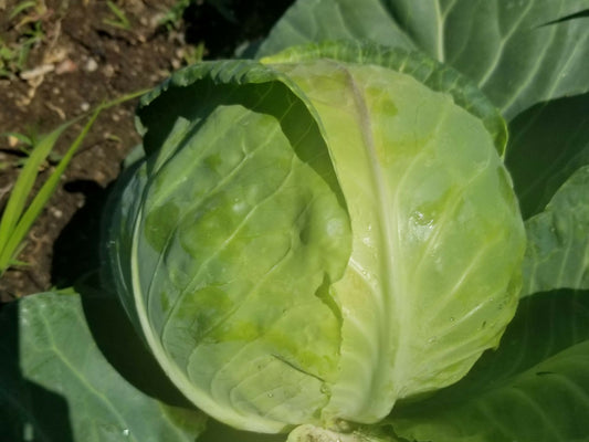 Cabbage | Whistlepig Farm