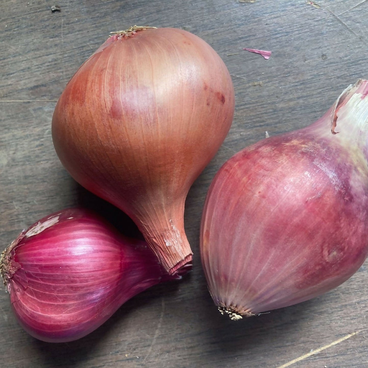 Shallots | Black Fox Farm