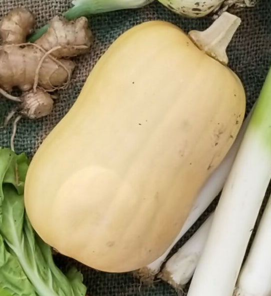 Butternut Squash | Whistlepig Farm
