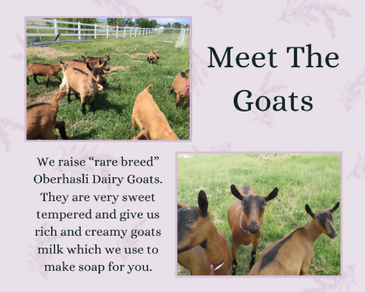 NO PACKAGING- Goat's Milk Face + Body Soap | SoaPriel