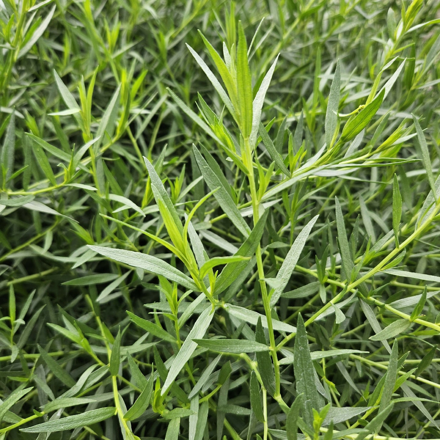 Tarragon