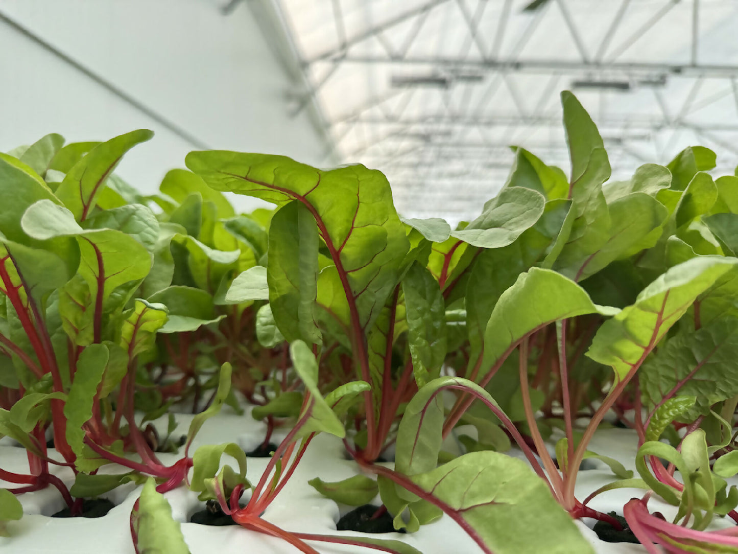 Greenscale Red Chard