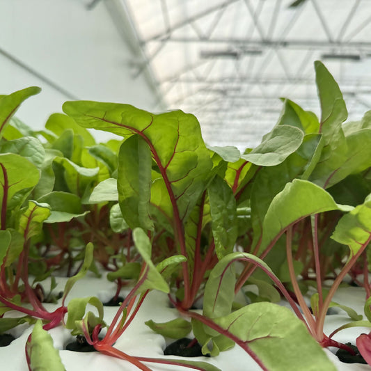 Greenscale Red Chard