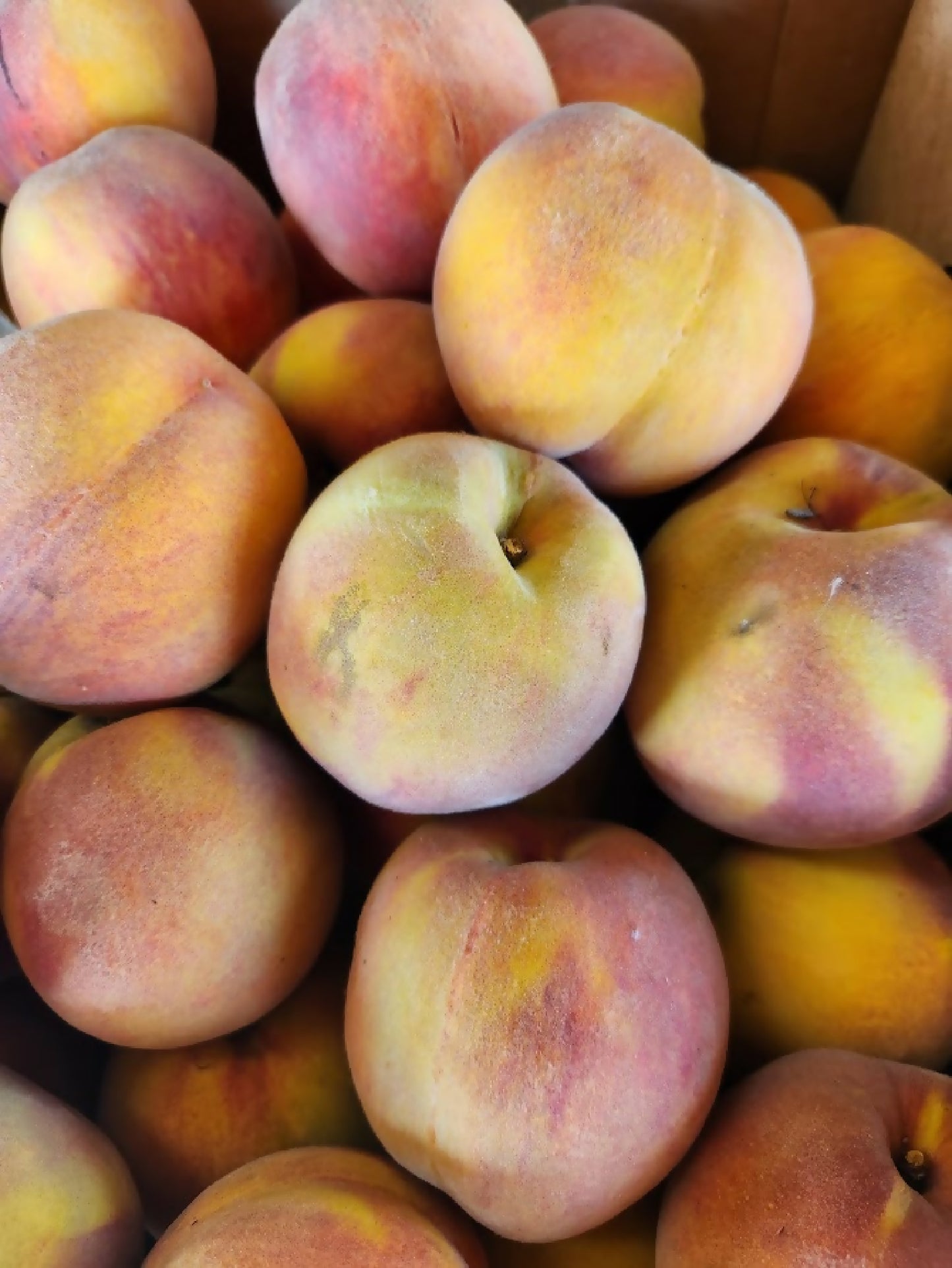 Forty Niner Peaches | Kelley Orchards