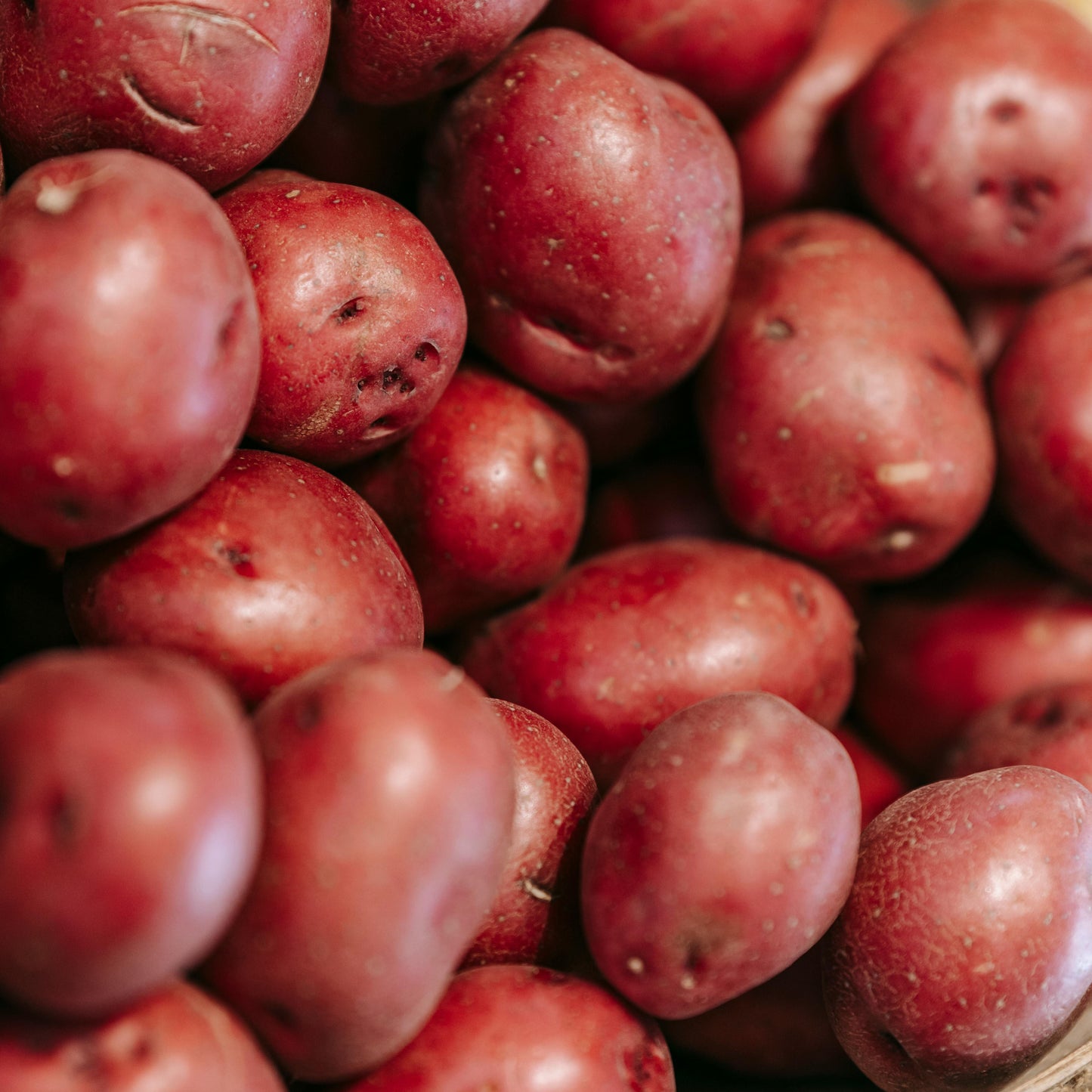 Red Potatoes | Gibbs Farms