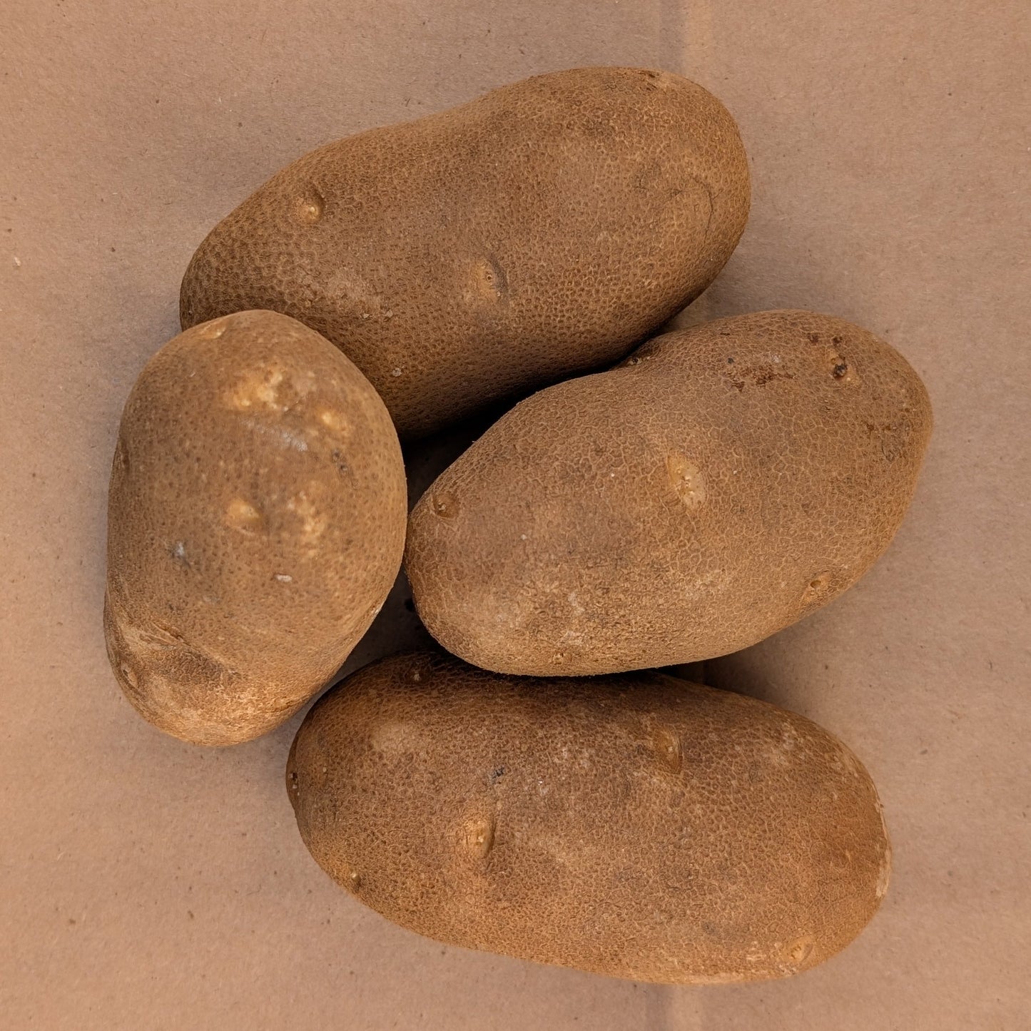 Russet Potatoes | King's Crown Organic Farm