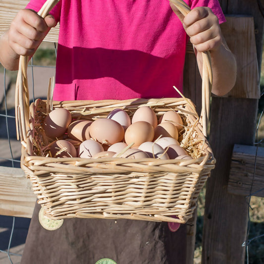 provider farms eggs
