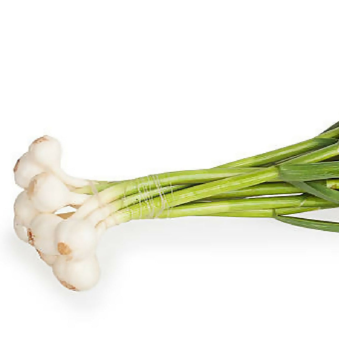 greengarlic