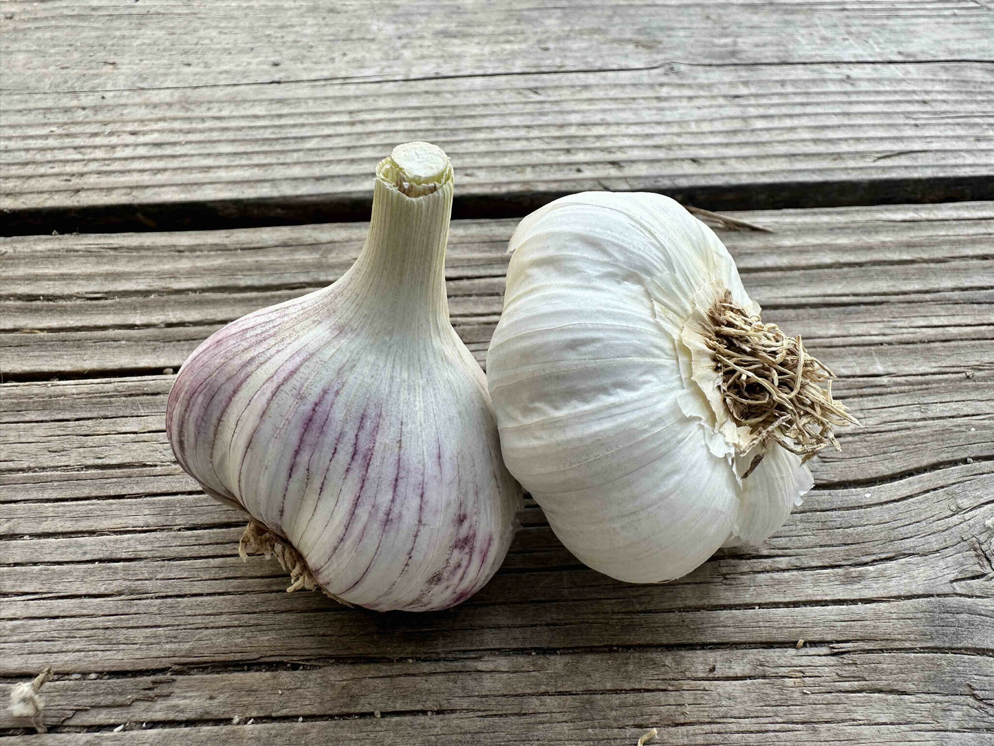 Garlic