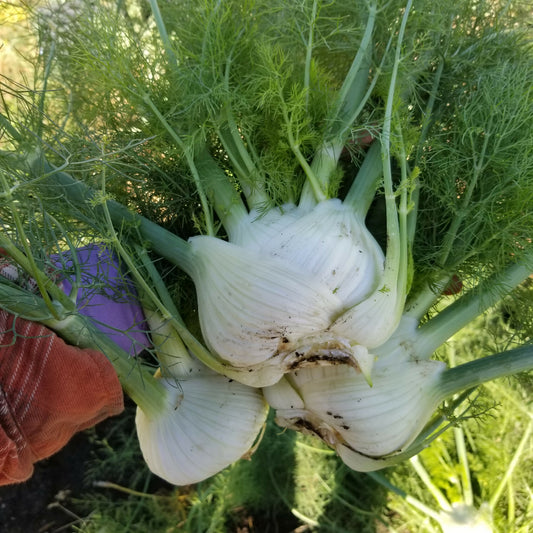 Fennel | Whistlepig Farm