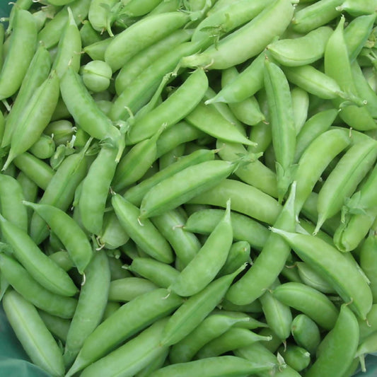 Sugar Snap Pea | Whistlepig Farm