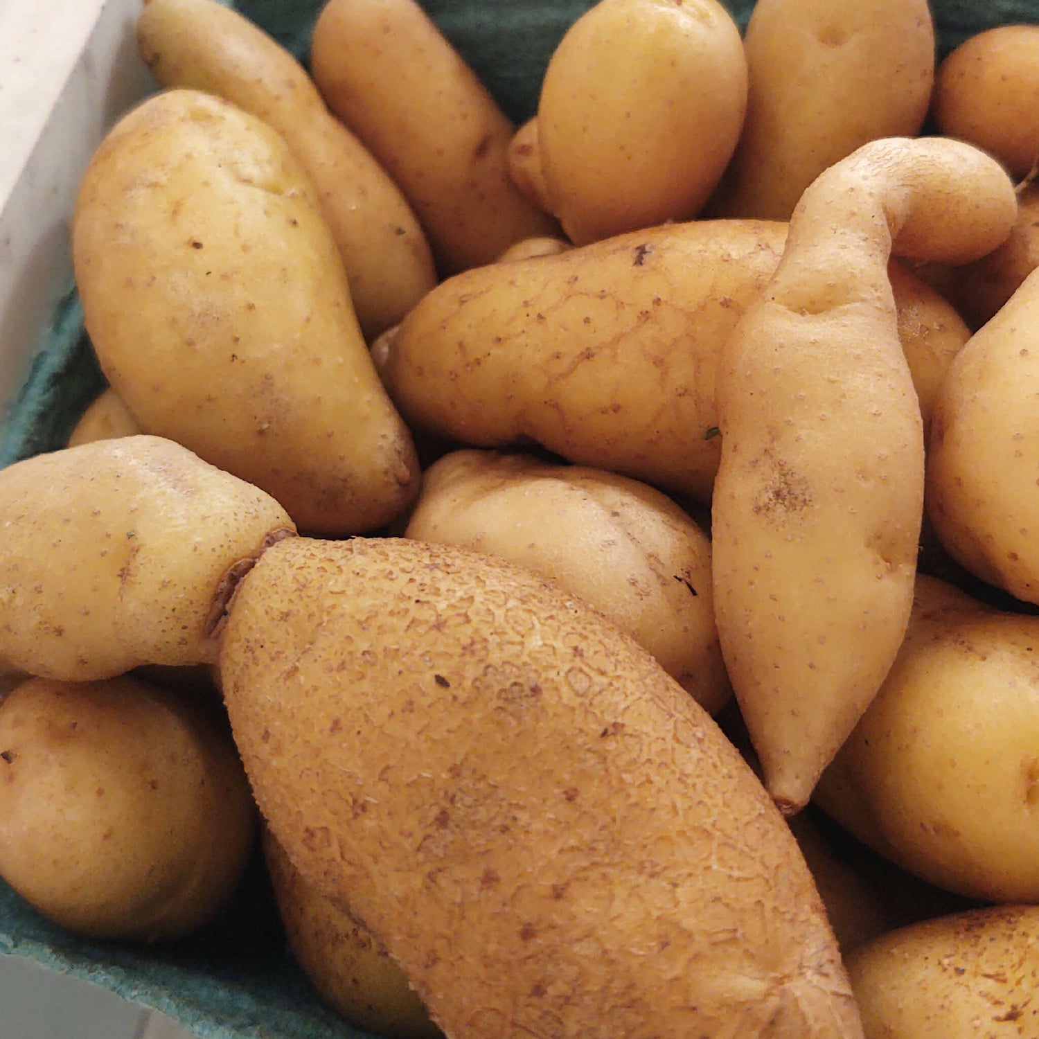 austrian fingerling potatoes 2