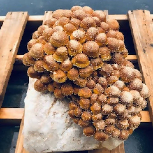 Chestnut Musrooms