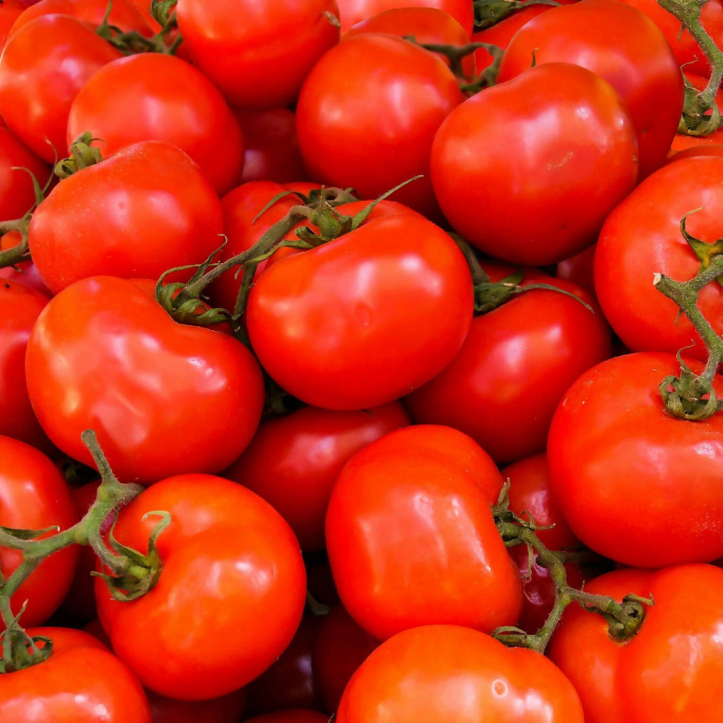 slicing tomatoes