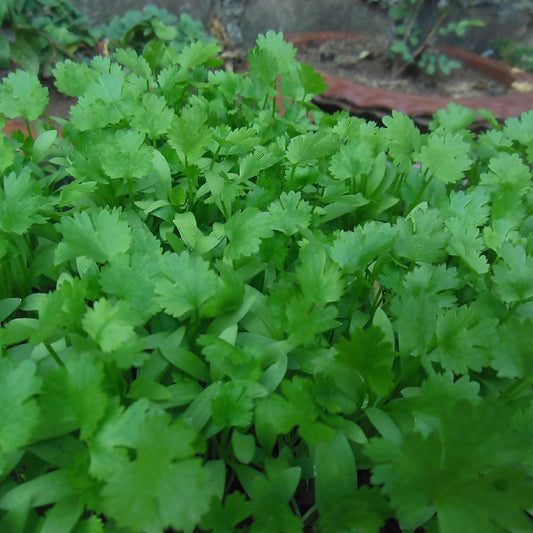 Cilantro | Whistlepig Farm