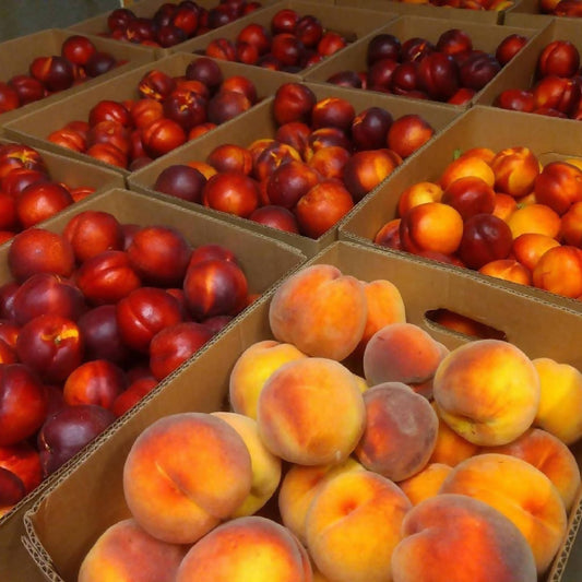 Freestone Peaches | Kelley Orchards