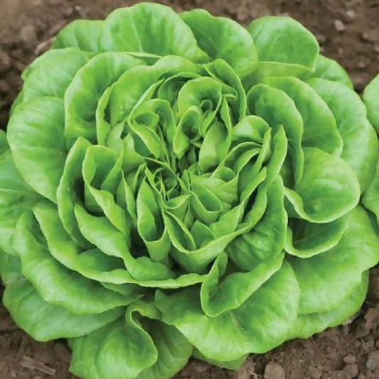 Green Butter Head Lettuce