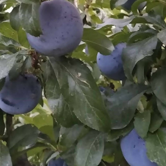 Plums - Angelino - 4lb Tote Bag