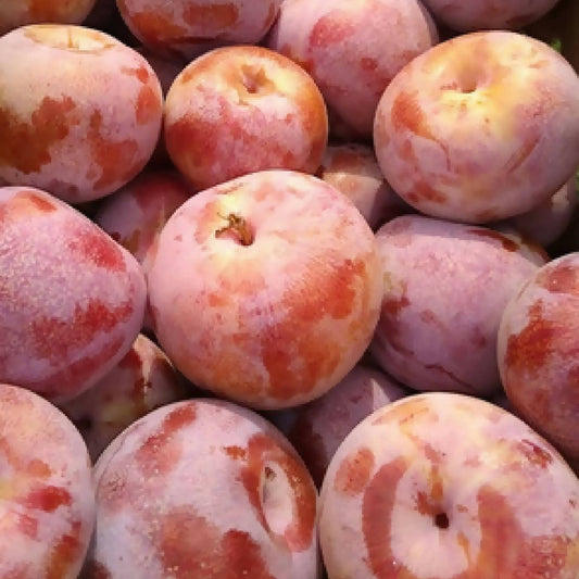 Dapple Dandy Pluots