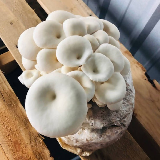 Oyster Mushroom Mix
