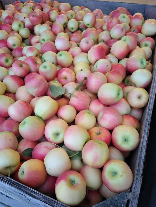 Apples - Royal Gala