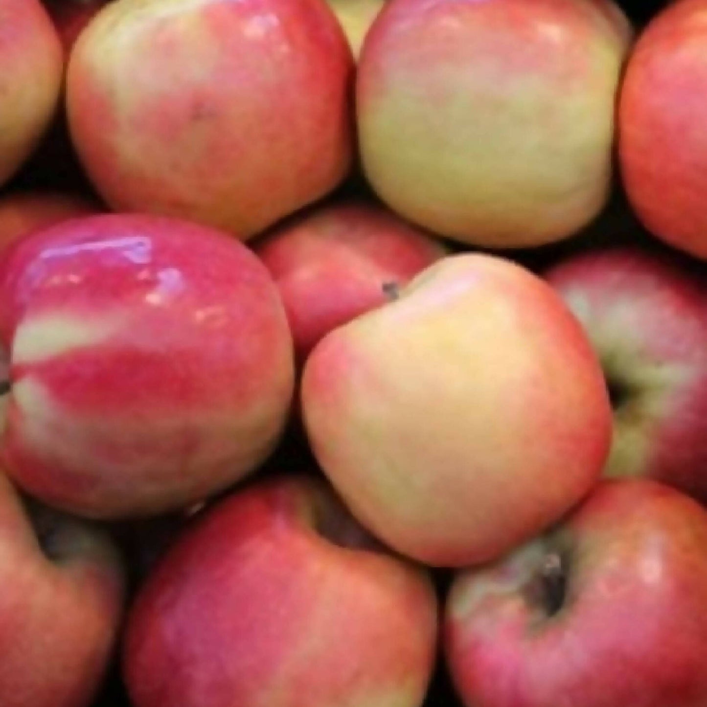 Pink Lady Apples