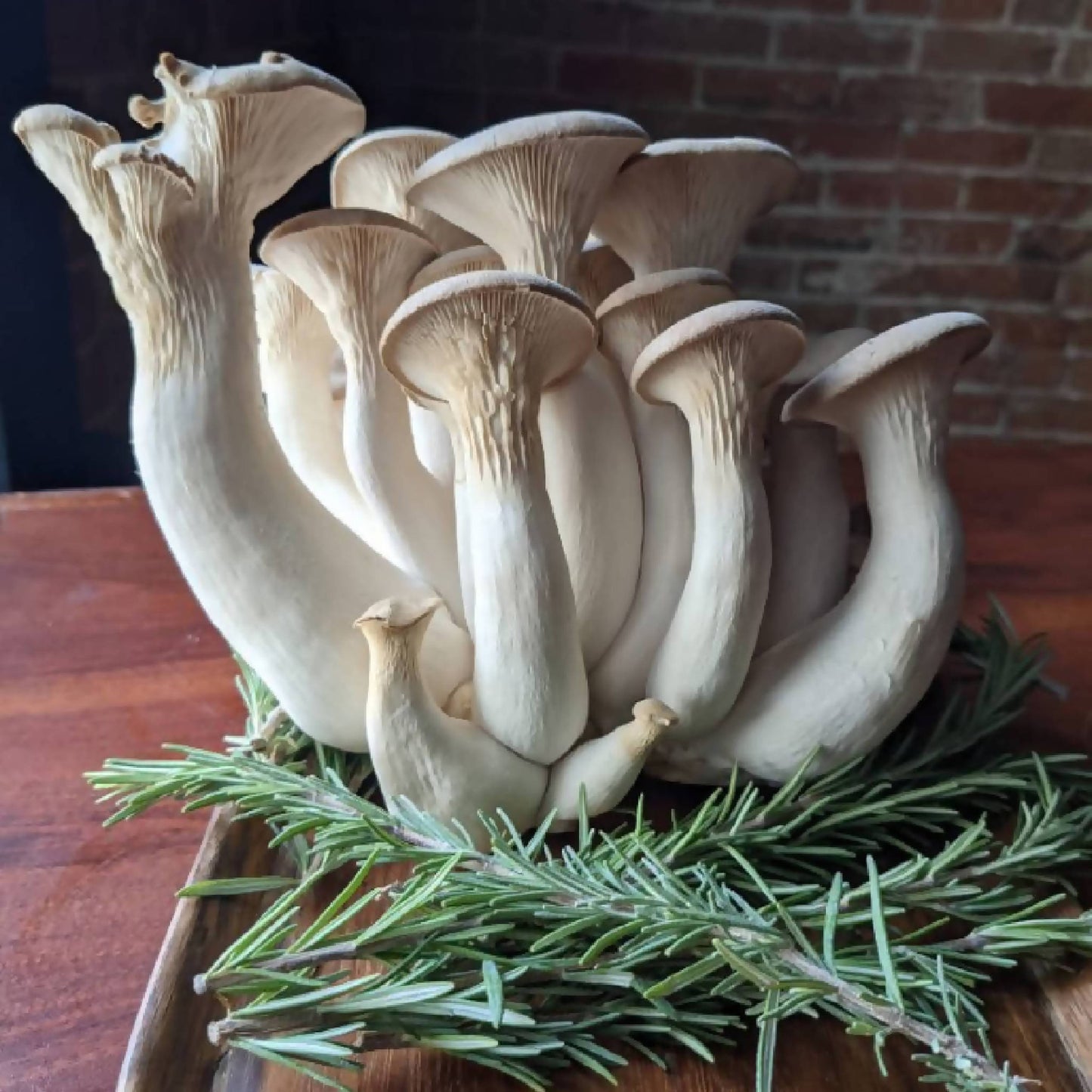 King Oyster Mushrooms